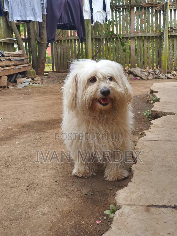 1-3 months Female Purebred Havanese