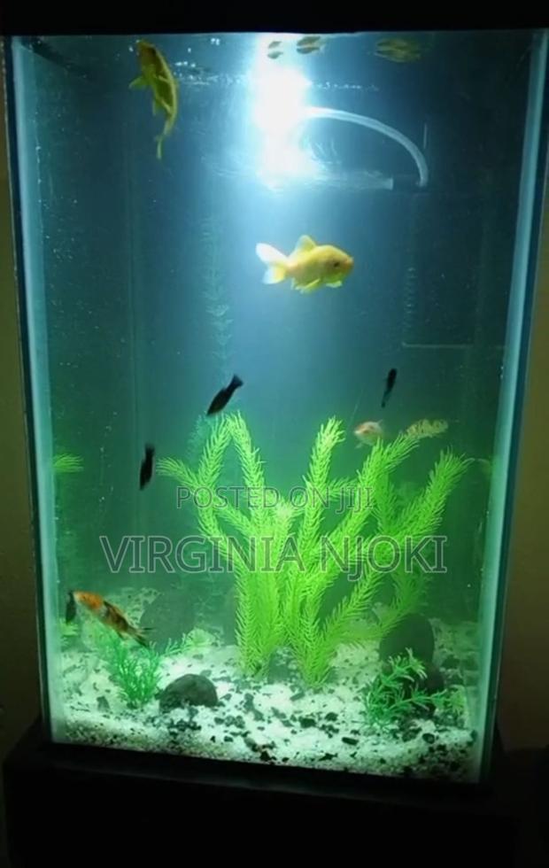 Custom Made 60 LTR Aquarium - main view