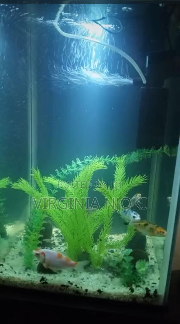 Custom Made 60 LTR Aquarium - thumbnail 3