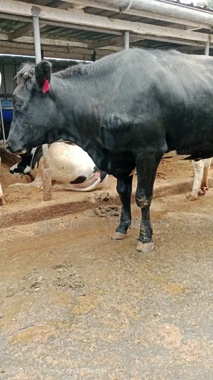 Incalf Heifer
