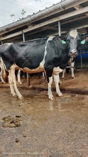 Incalf Heifer