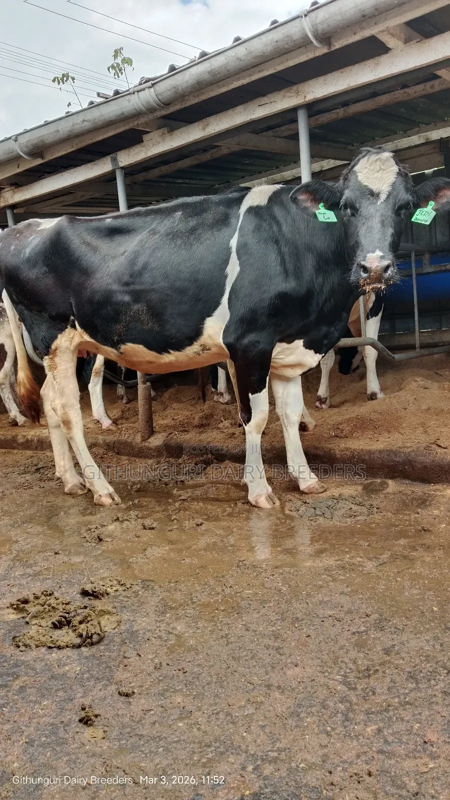 Incalf Heifer