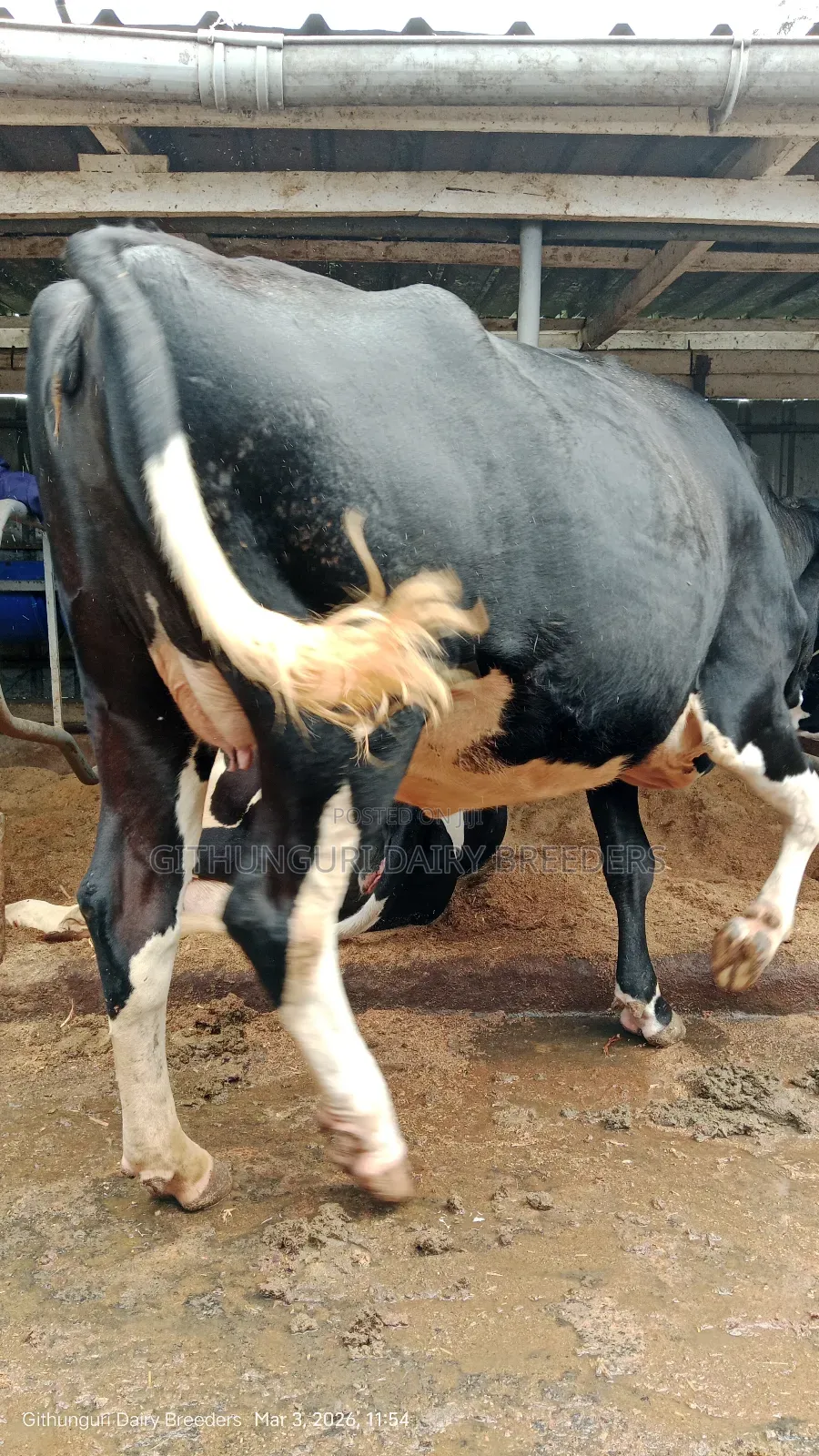 Incalf Heifer