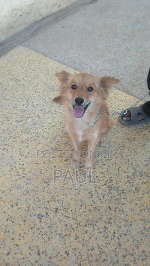 6-12 months Male Mixed Breed Maltese - thumbnail 2