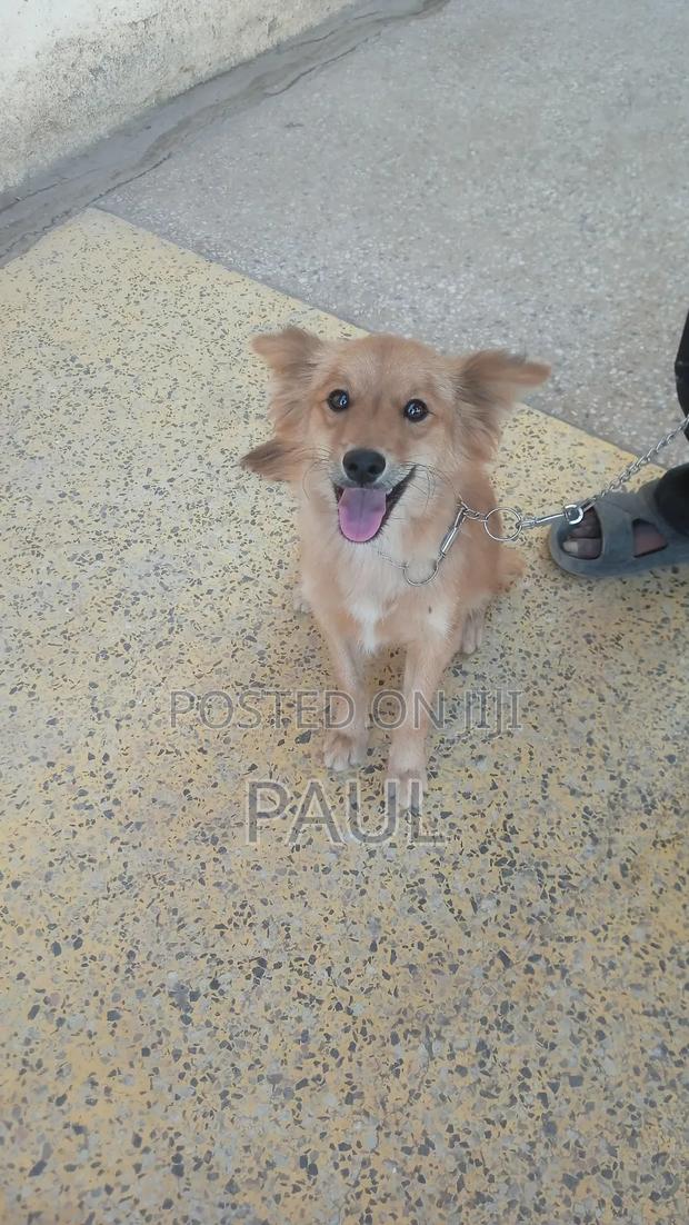 6-12 months Male Mixed Breed Maltese - main view