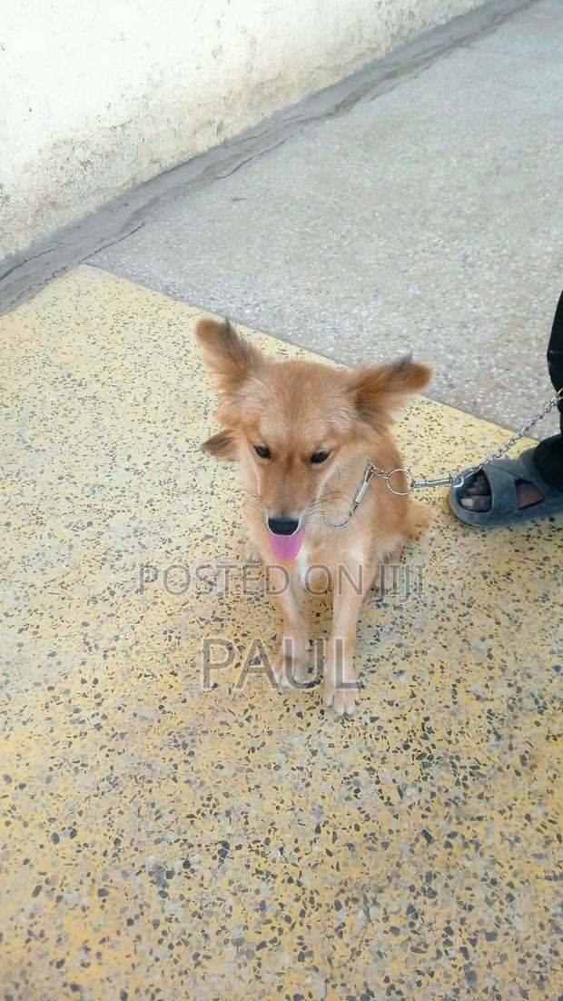 6-12 months Male Mixed Breed Maltese - thumbnail 3