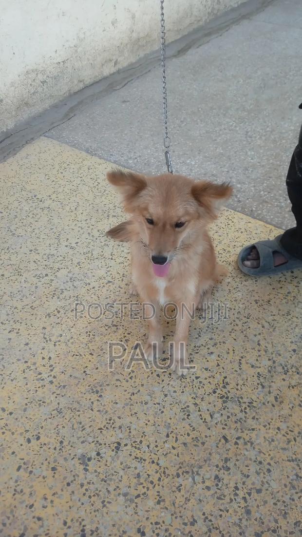 6-12 months Male Mixed Breed Maltese - thumbnail 4