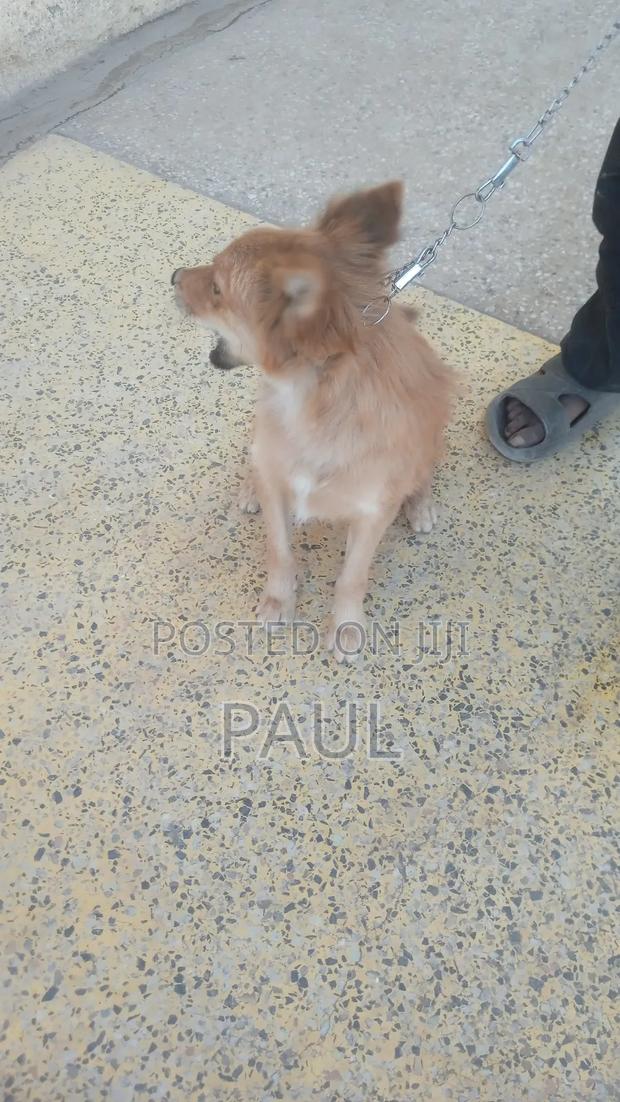 6-12 months Male Mixed Breed Maltese - thumbnail 5