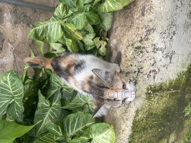 1-3 months Female Purebred American Shorthair