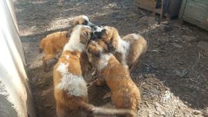 3-6 months Male Purebred Saint Bernard - thumbnail 2
