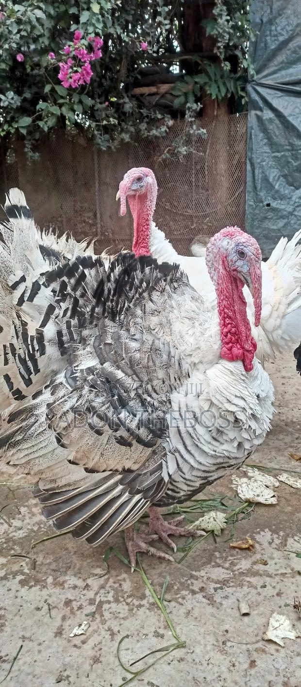 Turkeys and Ducks - thumbnail 7