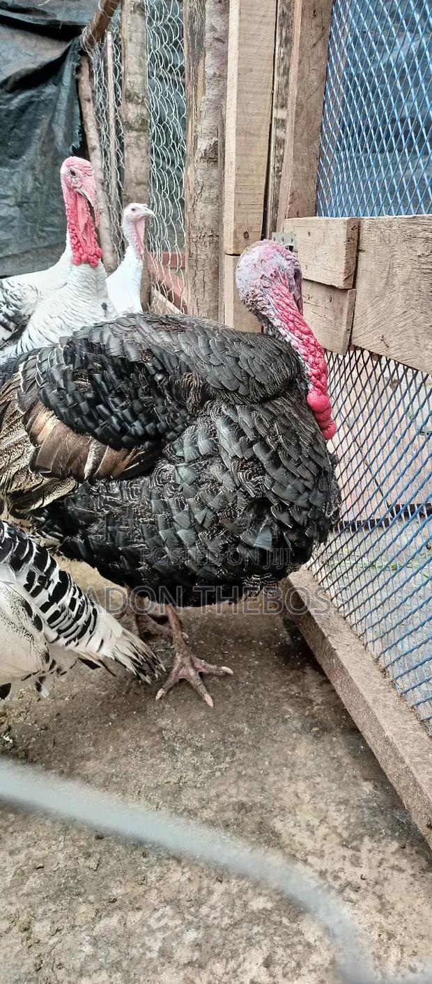 Turkeys and Ducks - thumbnail 8