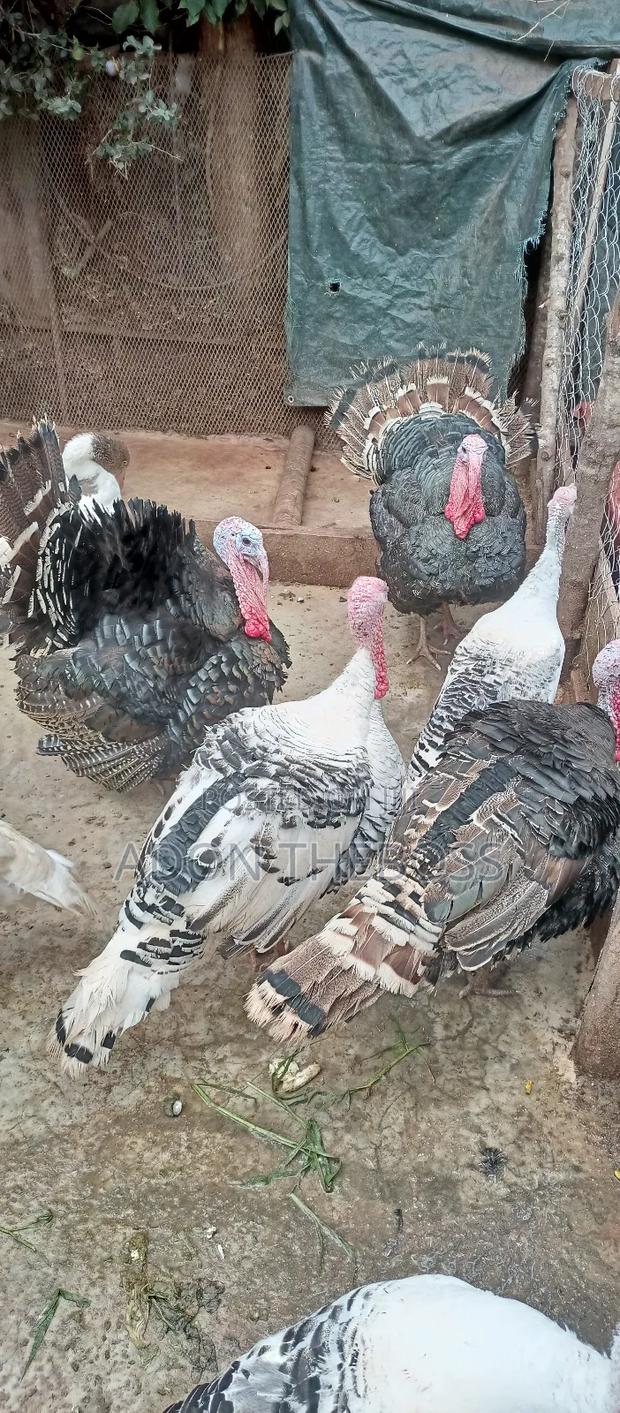 Turkeys and Ducks - thumbnail 9