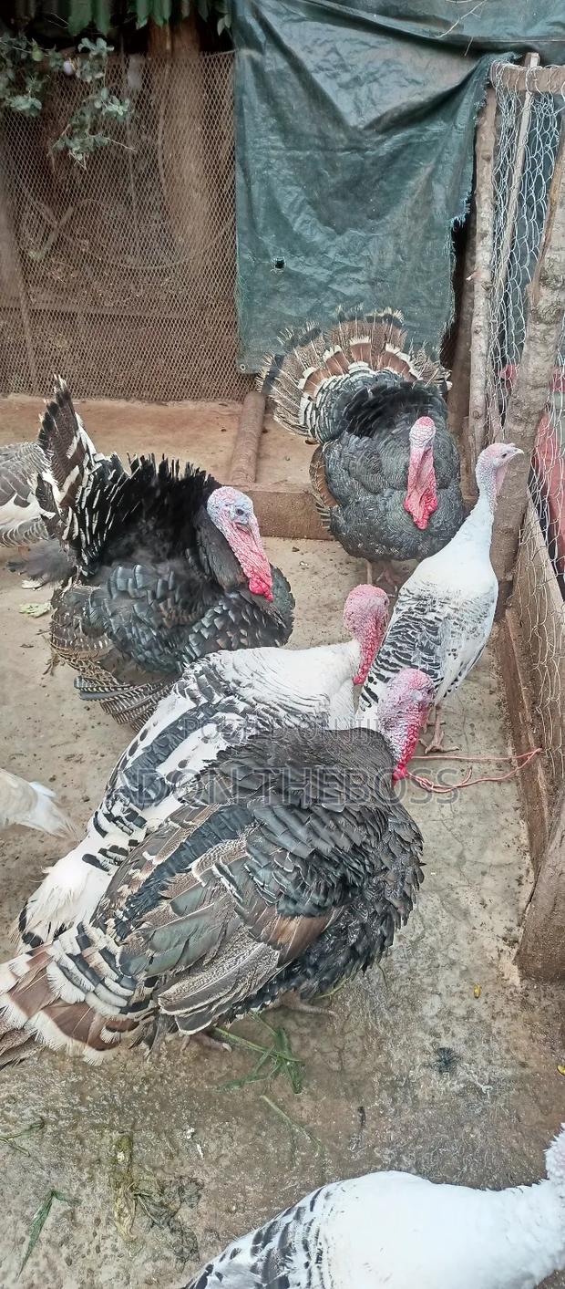 Turkeys and Ducks - thumbnail 10