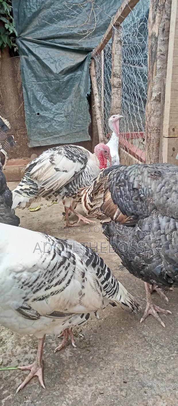 Turkeys and Ducks - thumbnail 11