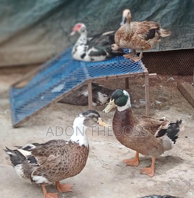 Turkeys and Ducks - thumbnail 13