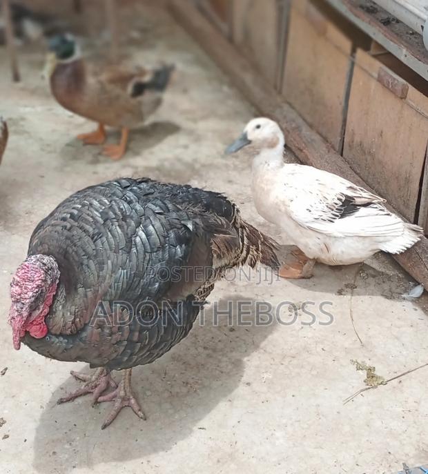 Turkeys and Ducks - thumbnail 14