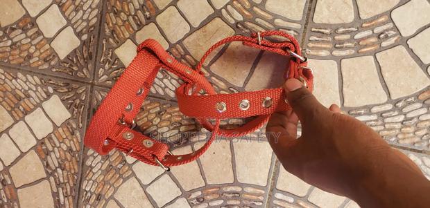Safety Leg Straps - main view
