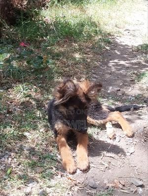 6-12 months Female Purebred German Shepherd - thumbnail 2