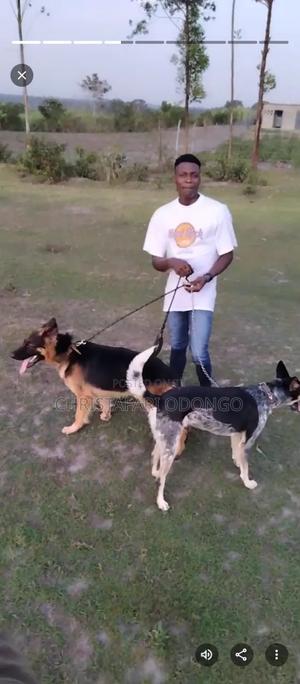 6-12 months Female Purebred German Shepherd - thumbnail 2
