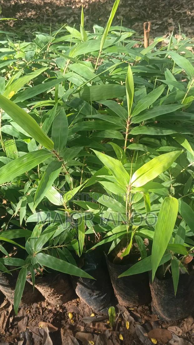 Bamboo Seedlings