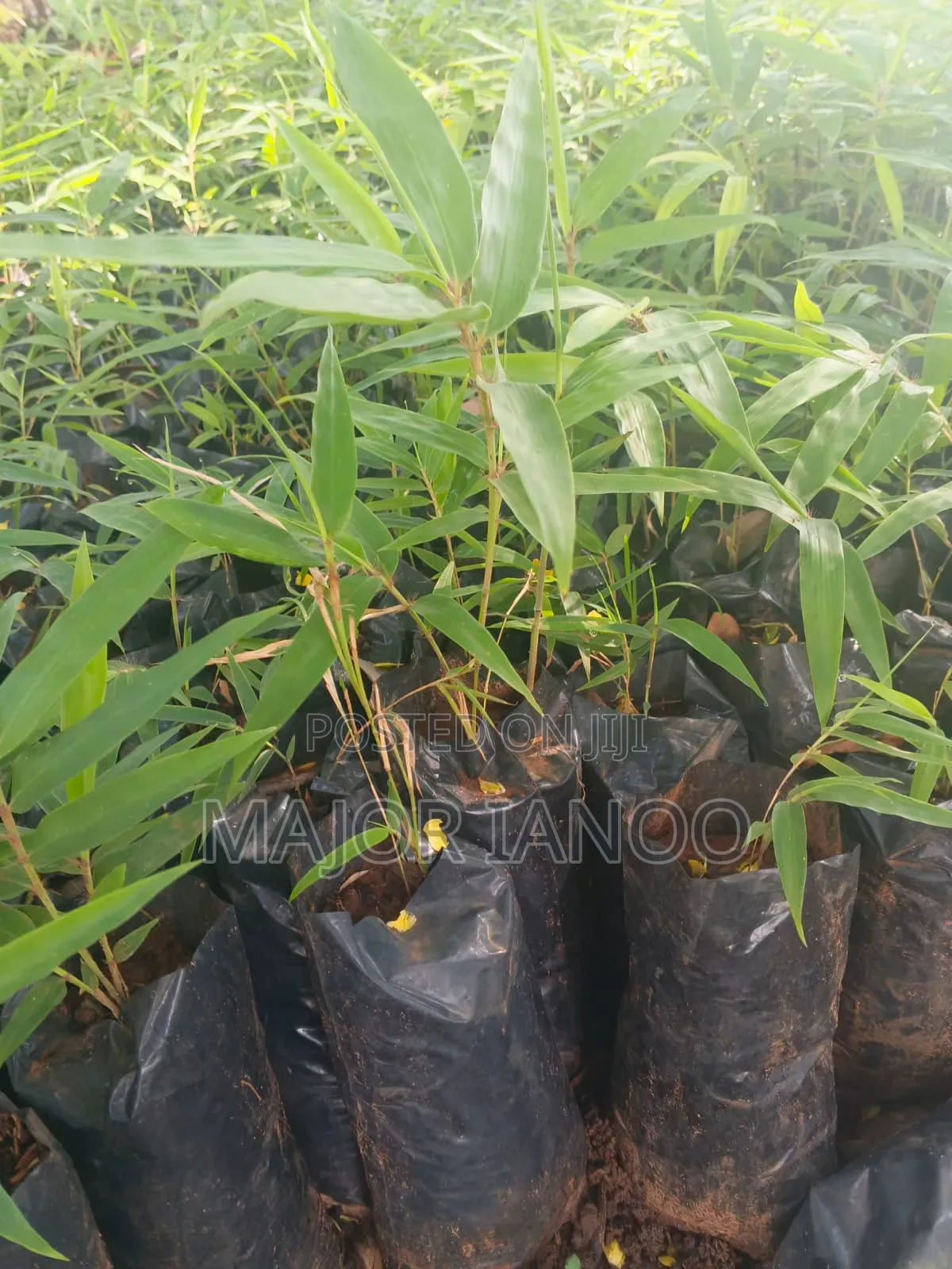 Bamboo Seedlings