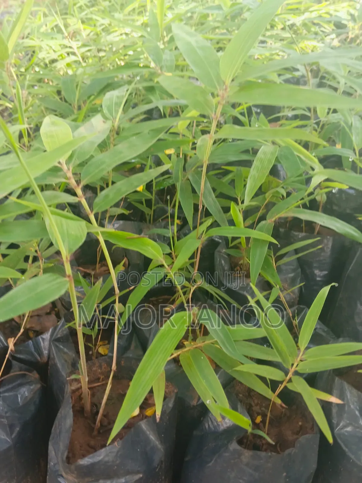 Bamboo Seedlings