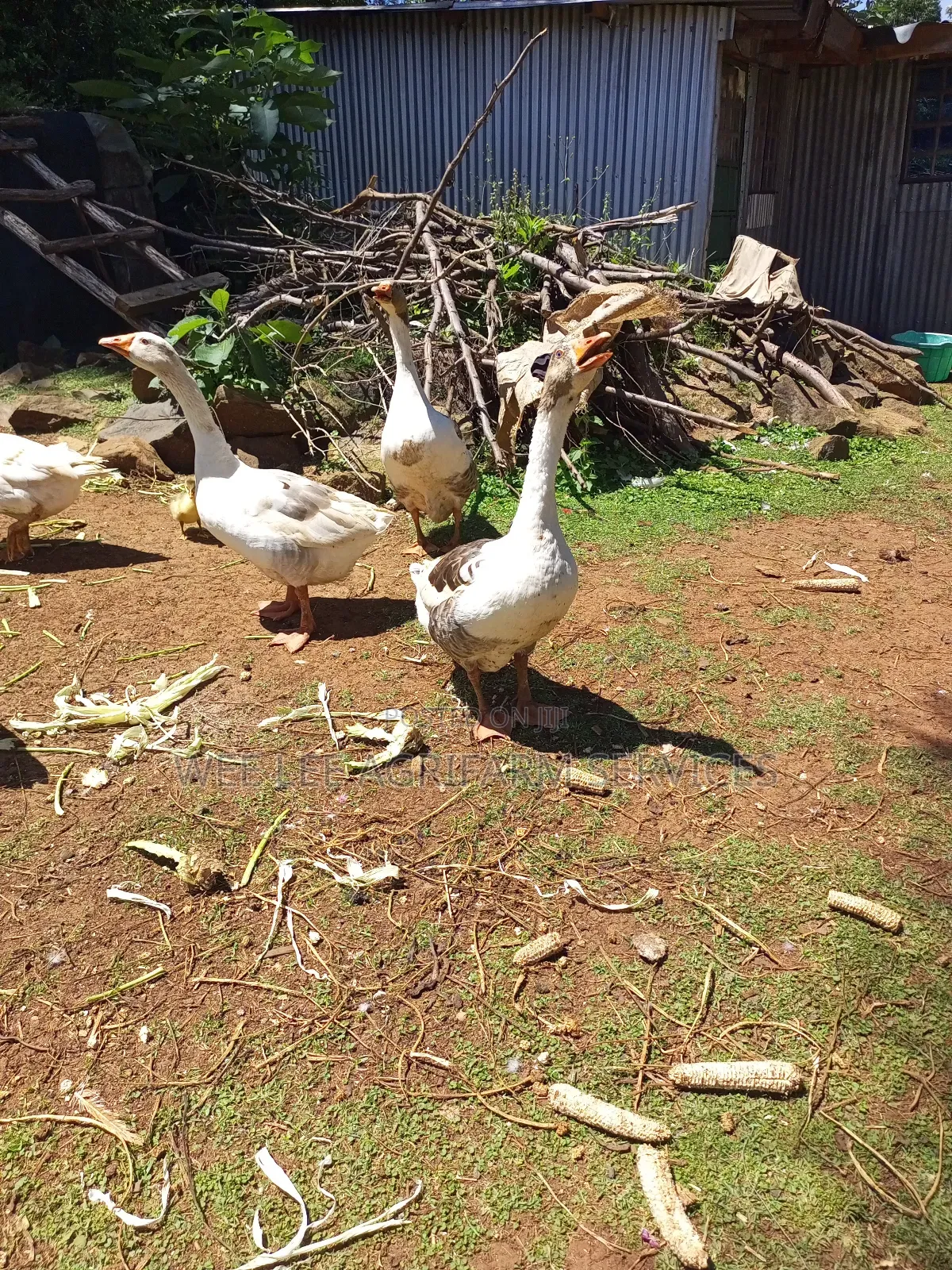 American Buff Goose