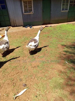 American Buff Goose