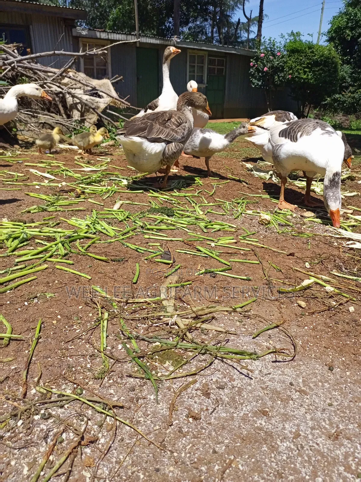 American Buff Goose