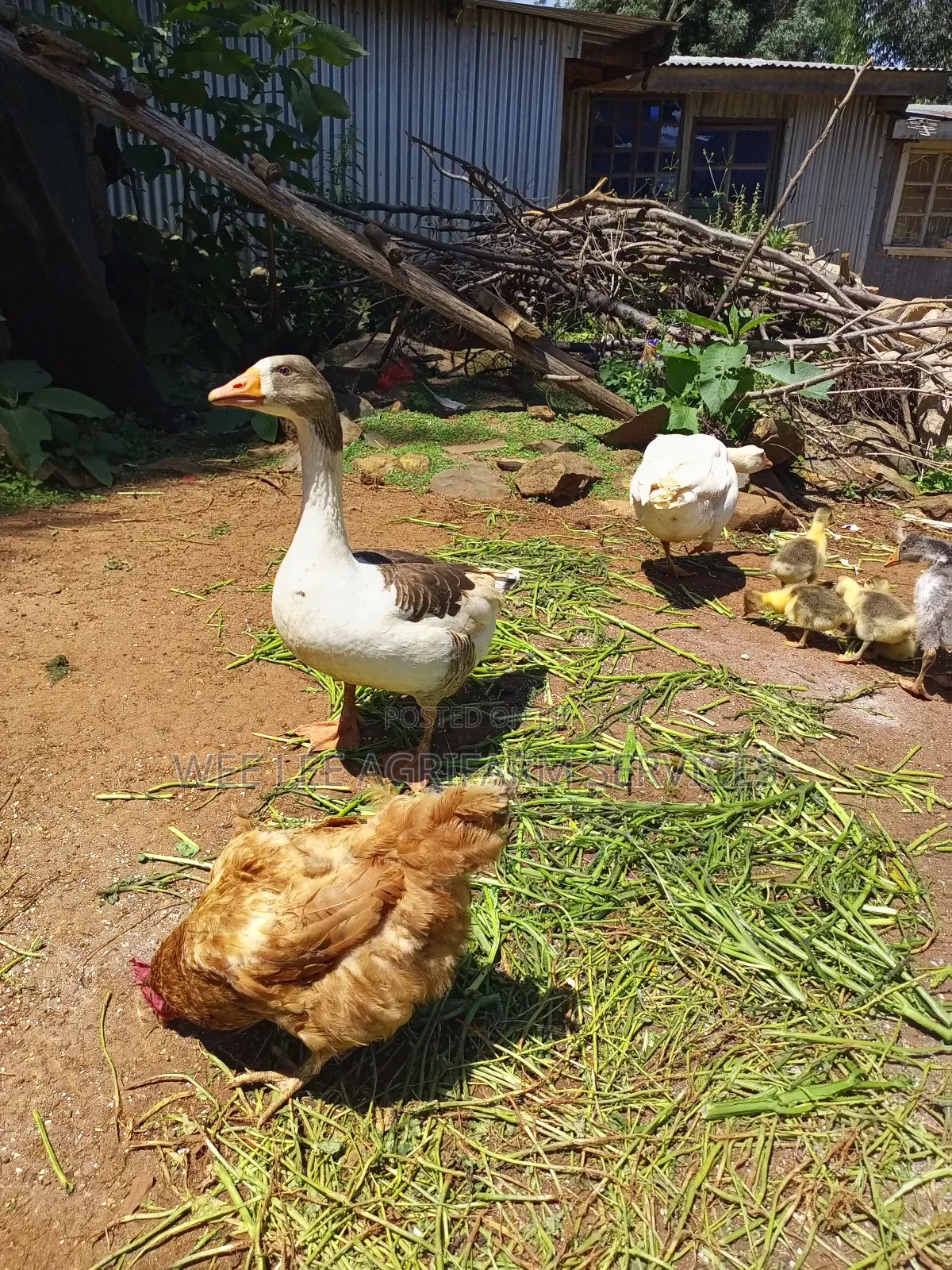 American Buff Goose