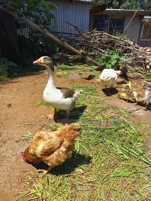 American Buff Goose