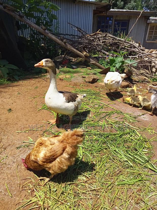 African Goose - thumbnail 5