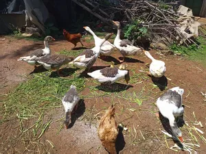 American Buff Goose