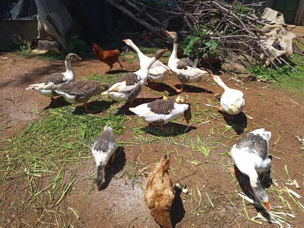 African Goose - thumbnail 6