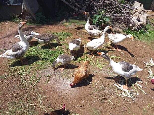 African Goose - thumbnail 7