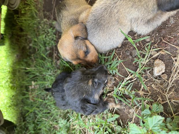 1-3 months Male Mixed Breed German Shepherd - thumbnail 3