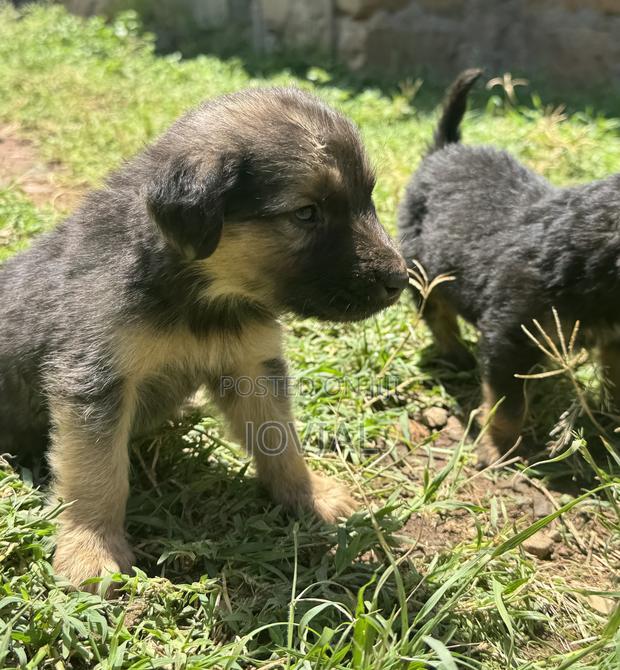 1-3 months Male Mixed Breed German Shepherd - thumbnail 4