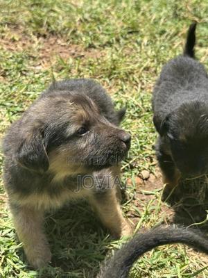 1-3 months Male Mixed Breed German Shepherd - thumbnail 2
