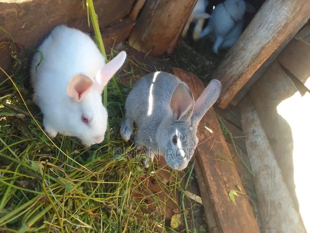 Farming Produce - thumbnail 3