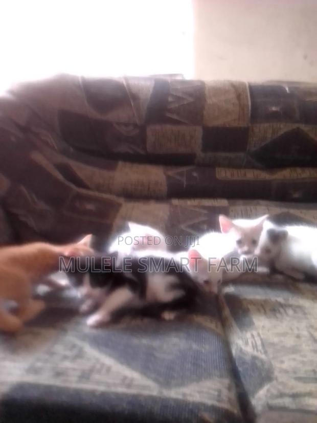 1-3 months Male Mixed Breed American Shorthair