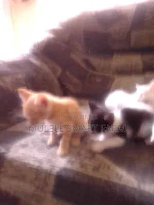 1-3 months Male Mixed Breed American Shorthair