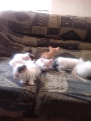 1-3 months Male Mixed Breed American Shorthair