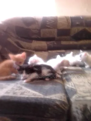 1-3 months Male Mixed Breed American Shorthair