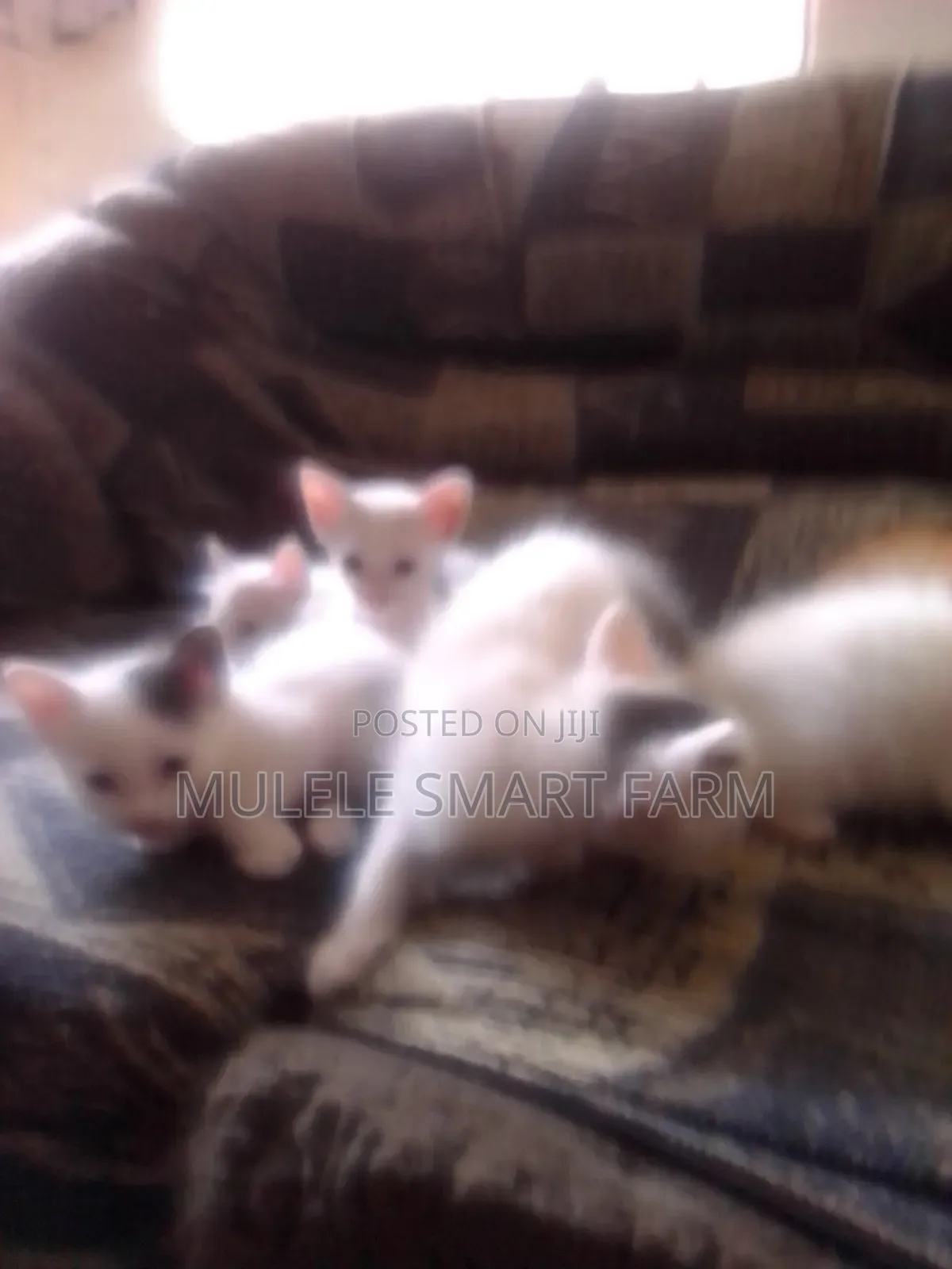 1-3 months Male Mixed Breed American Shorthair