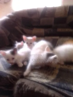 1-3 months Male Mixed Breed American Shorthair