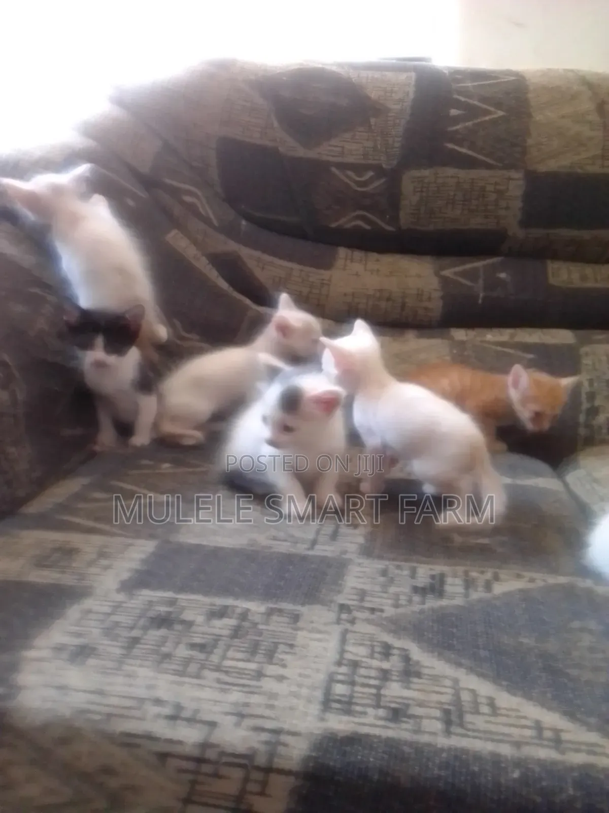 1-3 months Male Mixed Breed American Shorthair