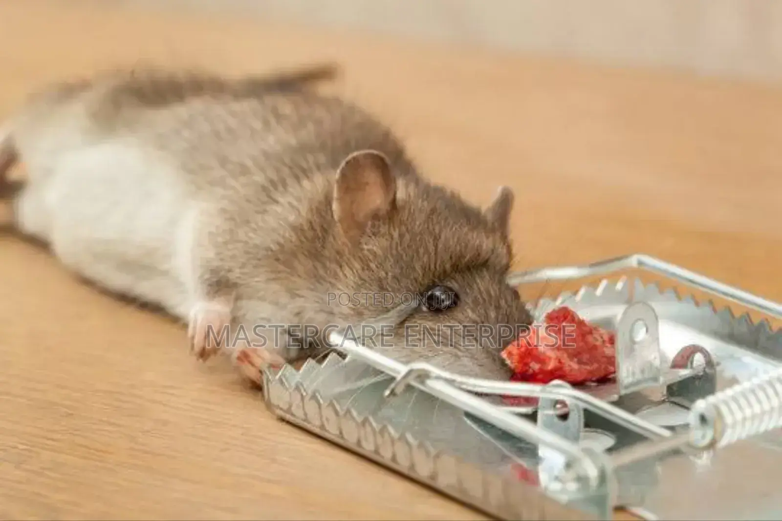 Mechanical Rats Killer