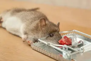 Mechanical Rats Killer