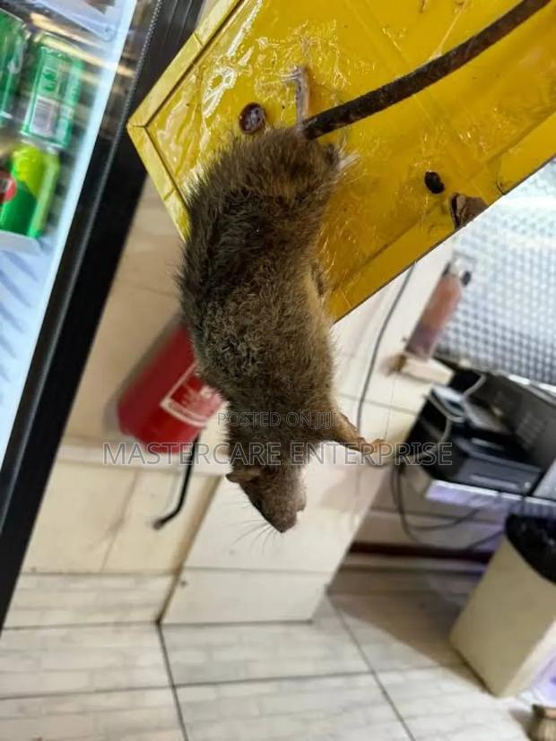 Rats Glue Catch Board